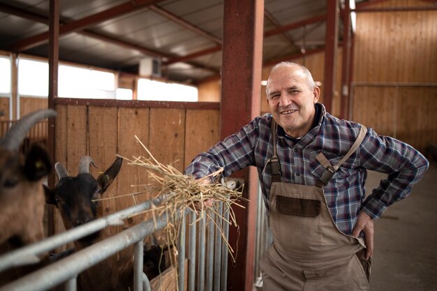 Agricoltore sorridente di successo che alimenta animali domestici della capra con alimenti biologici di fieno