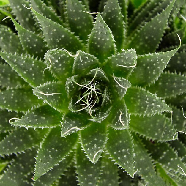 Succulent aloe houseplant green spiked leaves background top view