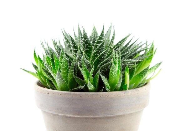 Succulent aloe houseplant with green thorny leaves in flower pot isolated on white background