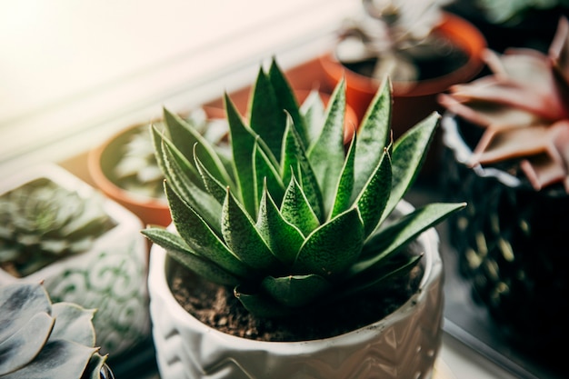 succulent on background the concept of cozy home flower