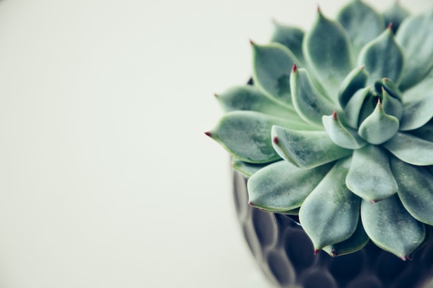 Photo succulent on background the concept of cozy home flower