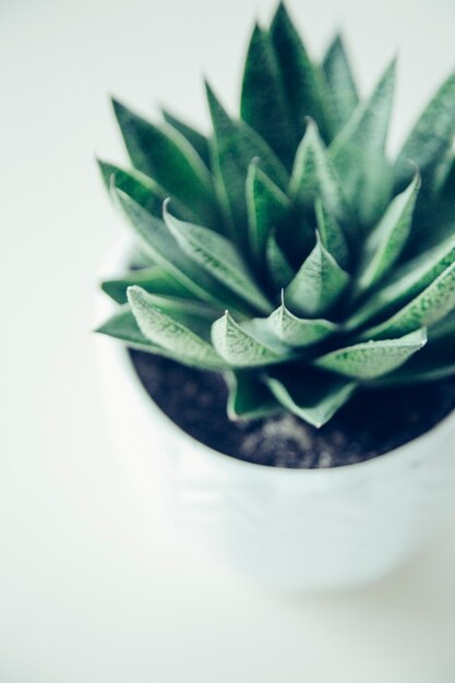 Photo succulent on background the concept of cozy home flower