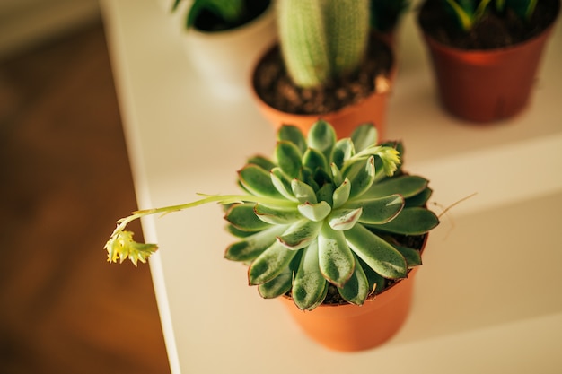 Succulent blooming echeveria plant and flowers in flowerpots sta