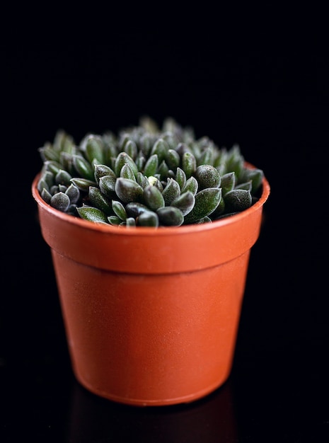 Photo succulent in brown flowerpot