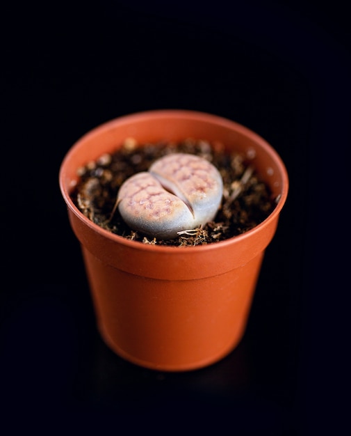 Succulent in brown flowerpot