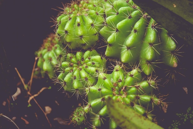 Succulent Cactus Green Plant