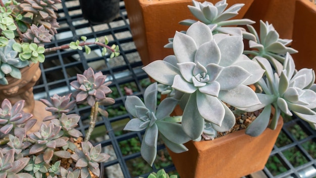 多肉植物、植物、庭に