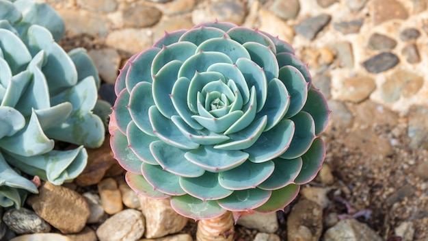 Pianta succulenta del cactus nel giardino