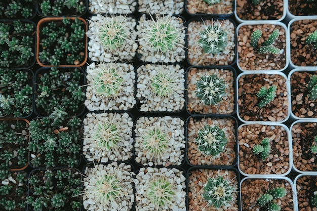 机の上を飾る鍋で多肉植物のサボテンの植物