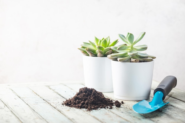 Succulent and cactus plants