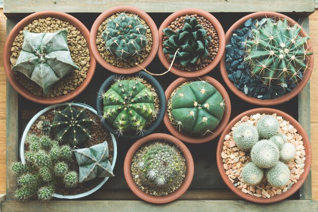 succulent Cactus In wooden crate