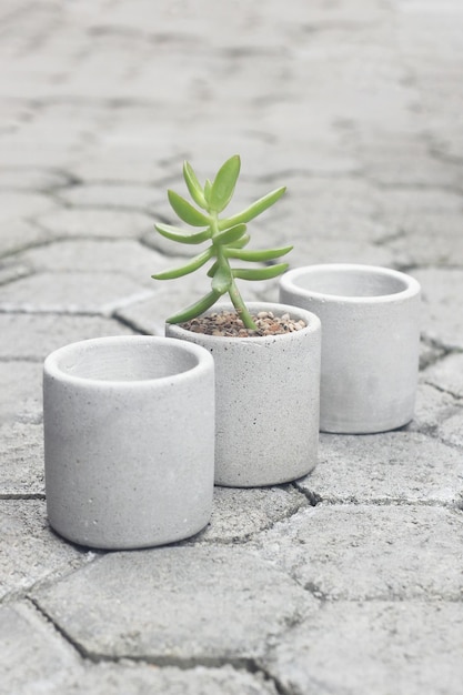 Photo succulent on cement concrete pots stand in a row