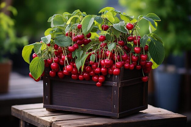 Succulent Cherry Harvest Natures Bounty Cherry beeldfotografie