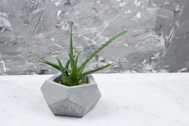 Succulent concrete modern pot concrete wall for background