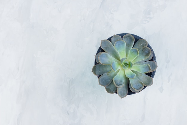 Photo succulent echeveria. beautiful green succulent isolated on grey stone concrete background