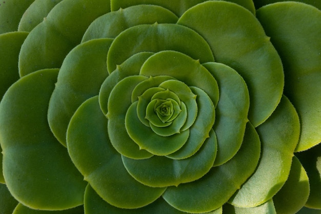 Succulent echeveria perle crassulaceae cactus background evergreen succulent perennials or subshrubs