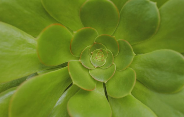 ジューシーなエケベリアPerleベンケイソウ科サボテンの背景常緑のジューシーな多年生植物またはサブシュラブ