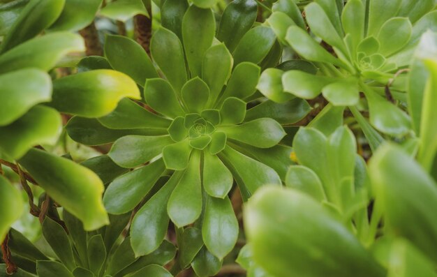 多肉植物エケベリアperle常緑多肉多年生植物または亜低木