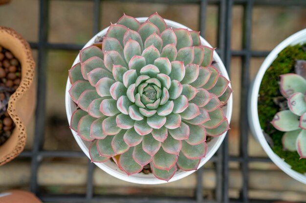 Succulent Echeveria &#39;Perle von Nurnberg ornament