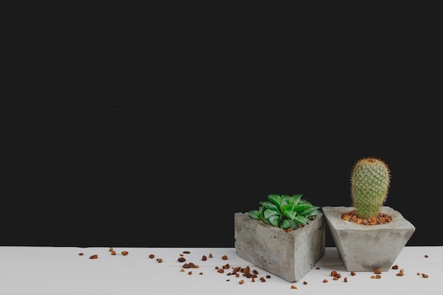 succulent en cactus