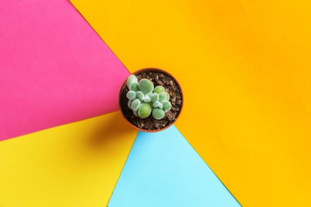 Succulent flower on bright colored background. 