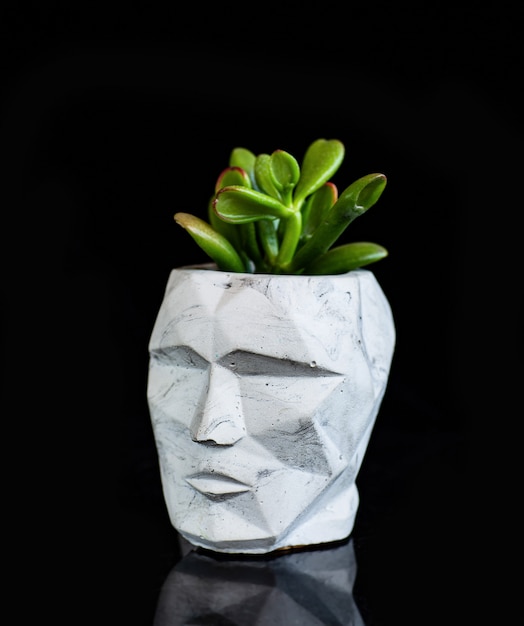 Succulent in the flowerpot in the shape of skull  isolated on black acrylic