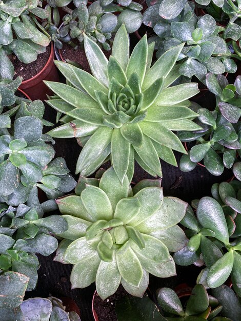 Photo succulent flowers stone rose in the pot planting