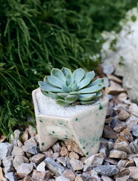 Succulent in the glance white flowerpot among pebbles and green bush behind