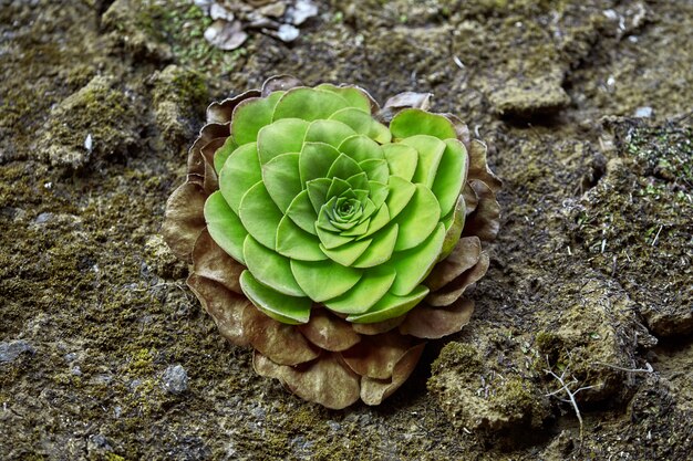 Succulent groeien op de rotsen in Madeira Portugal