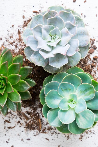 Succulent groeiende planten