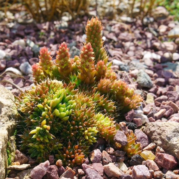 succulent growing outdoors among stones