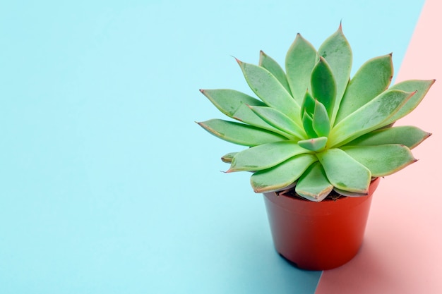 Succulent home plant on colored background