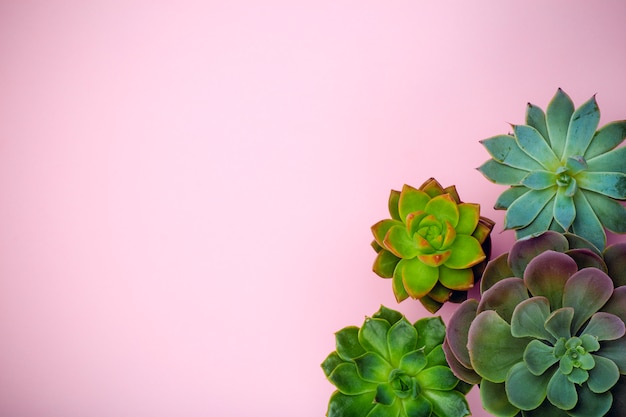 Photo succulent home plants background