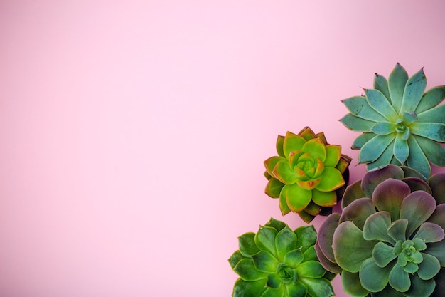 Succulent home plants background