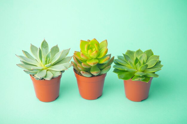 Succulent home plants on a green background