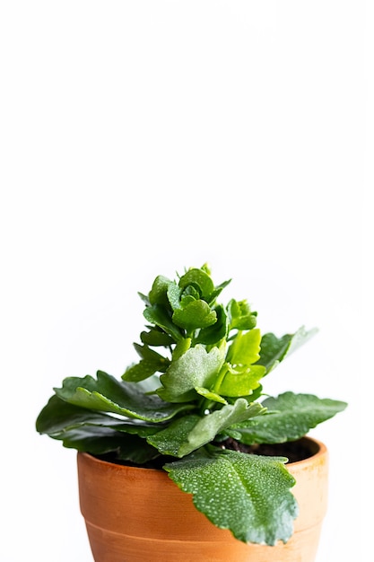 Succulent houseplant in clay pot on white background