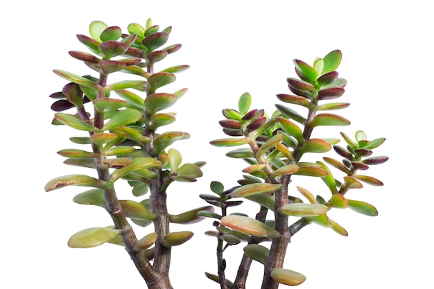  ⁇ 색 배경 에 있는 맛있는 집 식물 인 crassula ovata 클로즈업