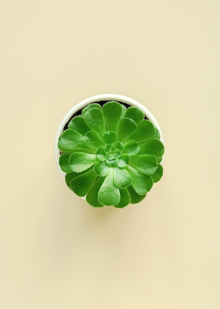 succulent in een witte pottop