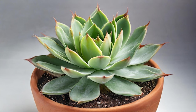 Succulent in pot Groene plant