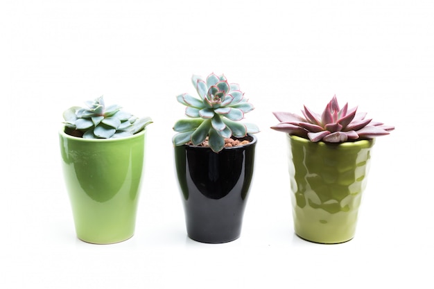 Succulent in Pot op wit wordt geïsoleerd dat.