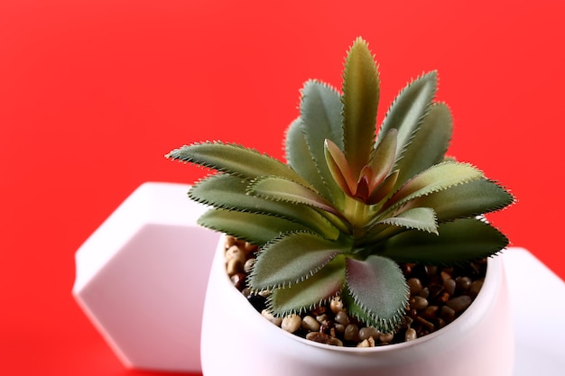 白と赤の背景に多肉植物