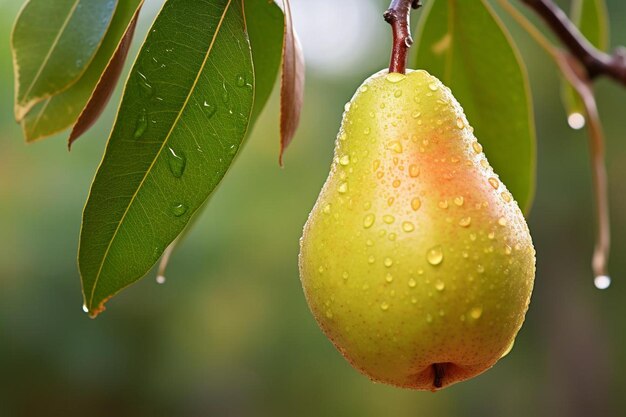 Succulent Pear Spectacle