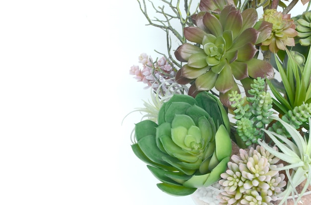 Succulent plant background with space on left