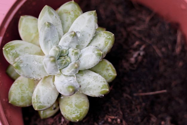 succulent plant beauty, close-up view