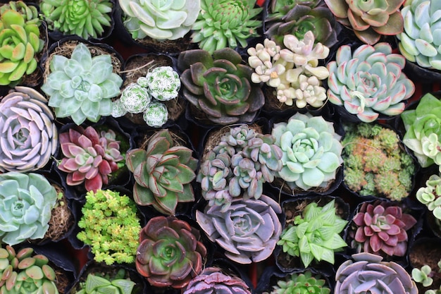 succulent plant beauty, close-up view