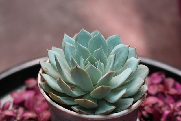 succulent plant beauty, close-up view