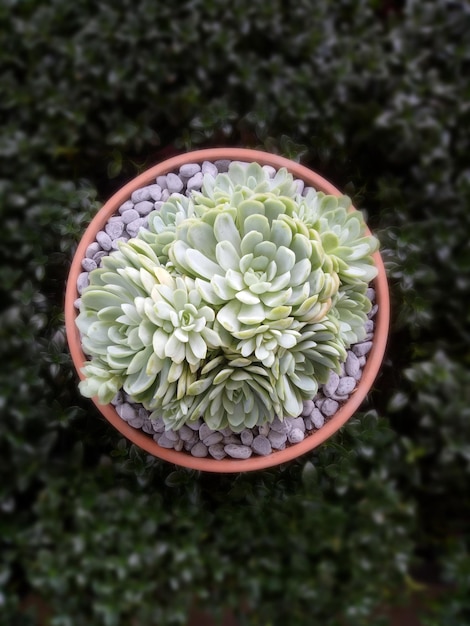 succulent plant beauty, close-up view