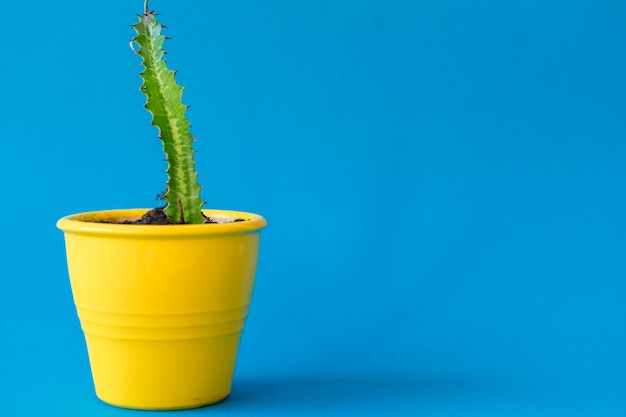 Succulent plant in a clay pot over a blue