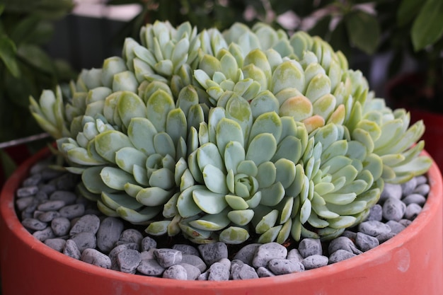 succulent plant, close-up angle view