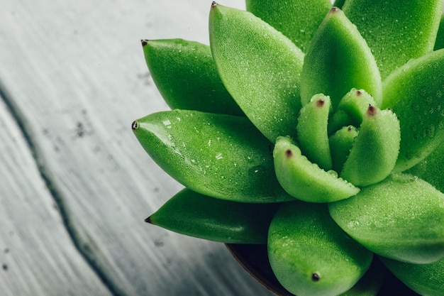 Succulent plant close-up on the wooden table